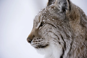 European Lynx (Lynx lynx), Polar Park, Troms, Norway, Scandinavia, Europe