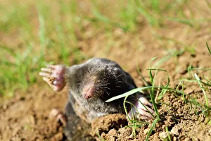 Invertebrates Prints: European mole (Talpa europaea), Centre-Val-de-Loire region, France, Europe
