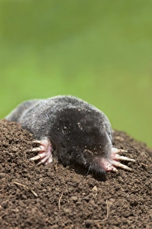 Mole Prints: European mole (Talpa europea), controlled, United Kingdom, Europe