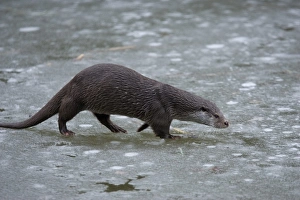 Otter Prints: European River Otter