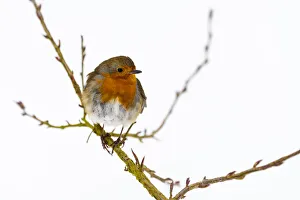 European robin (Erithacus rubecula), in winter, Kent, England, United Kingdom, Europe