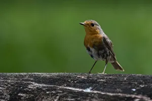 Slovenia Prints: European robin (Erithacus rubecula), Notranjska Regional Park, Slovenia, Europe