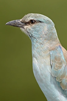 European roller (Coracias garrulus), Kruger National Park, South Africa, Africa