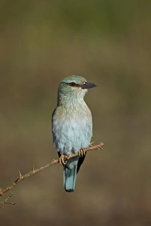 European roller (Coracias garrulus), Serengeti National Park, Tanzania, East Africa, Africa