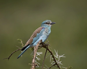 European roller (Coracias garrulus), Serengeti National Park, Tanzania, East Africa, Africa