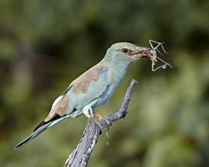 Coracias Garrulus Prints: European roller (Coracias garrulus) with an insect, Kruger National Park