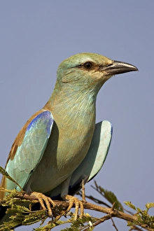 Kruger Prints: European roller (Coracias garrulus) perched