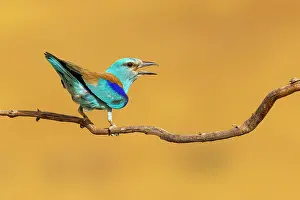 European Roller (Coracias garrulus) perched on a branch and calling in Toledo, Castilla-La Mancha, Spain, Europe