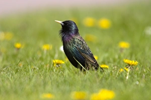 Starling Prints: European Starling