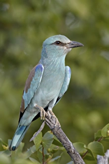 Coracias Garrulus Prints: Europeanroller (Coracias garrulus), Kruger National Park, South Africa. Africa