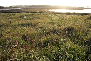 Images Dated 20th June 2009: Evening on foreshore, St. Agnes, Isles of Scilly, United Kingdom, Europe