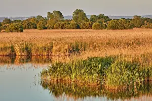 Wetlands Prints: Evening light touches the water and grass at Ham Wall Nature Reserve in springtime near Glastonbury in Somerset