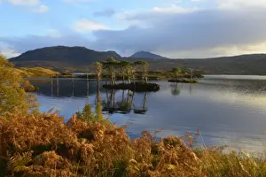 Evening sunlight, Loch Assynt, National Nature Reserve, Sutherland, Highlands, Scotland, United Kingdom, Europe