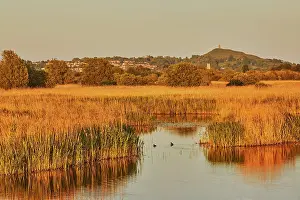 Marshes Prints: Evening sunlight view of Glastonbury Tor over Ham Wall Nature Reserve in Somerset