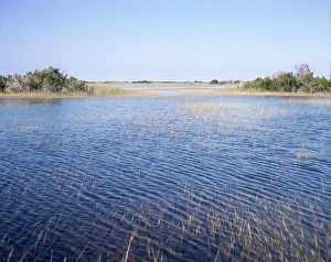 Everglades Prints: Everglades
