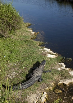 Alligator Mississippiensis Prints: Everglades National Park, Florida, United States of America, North America