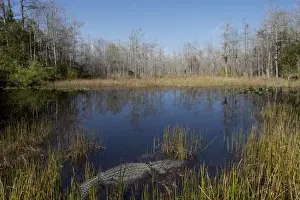 Everglades National Park, UNESCO World Heritage Site, Florida, United States of America, North America