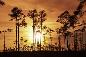 Florida Prints: Everglades National Park, UNESCO World Heritage Site