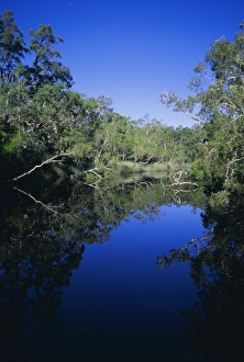 Queens Land Prints: Everglades, Noosa, Queensland, Australia
