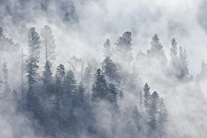Evergreen Prints: Evergreen trees in fog, Yellowstone National Park, UNESCO World Heritage Site, Wyoming