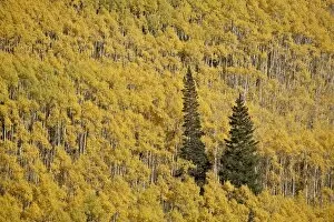 Two evergreen trees among yellow aspen trees in the fall, White River National Forest