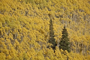 Images Dated 24th September 2008: Two evergreen trees among yellow aspen trees in the fall, White River National Forest