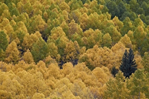Evergreen Prints: Evergreen among yellow and green aspens in the fall