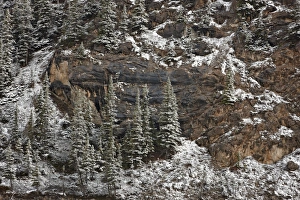 Evergreen Prints: Evergreens on a cliff with fresh snow
