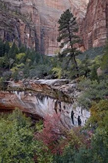 Images Dated 1st November 2010: Evergreens, red maples, and red rock on the Emerald Pools Trail, Zion National Park, Utah
