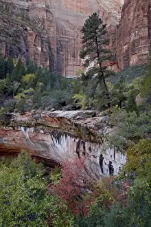 Geological Prints: Evergreens, red maples, and red rock on the Emerald Pools Trail