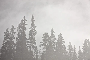 Evergreen Prints: Evergreens surrounded by fog, Jasper National Park