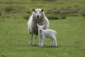 Attention Prints: Ewe with lamb
