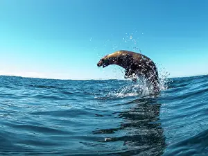 Sea Lion Prints: Excited California sea lion (Zalophus californianus)