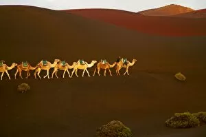 Excursion by camel to visit volcano, National Park of Timanfaya, Lanzarote