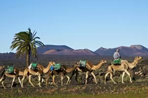 Images Dated 15th February 2008: Excursion by camel to visit volcano, National Park of Timanfaya, Lanzarote