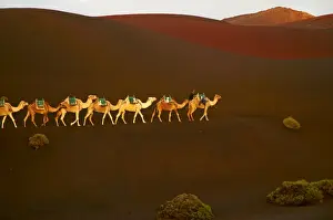 Camels Prints: Excursion by camel to visit volcano, National Park of Timanfaya, Lanzarote