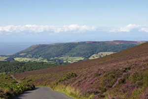 Heather Prints: Exmoor National Park near Porlock, Somerset, England, United Kingdom, Europe