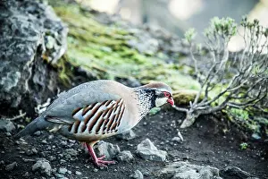 Avian Prints: Exotic bird walking on rocky ground in Madeira mountains in Portugal during daytime hours
