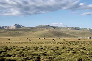 Pastoral Prints: Expansive grasslands of Song Kol with majestic mountains and grazing livestock under a clear blue sky