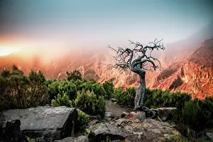 Madeira Prints: Exploration of high mountain scenery in Madeira with unique tree structure and foggy background during sunset