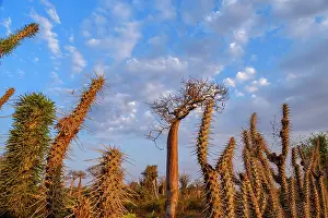 Hour Prints: Exploration of spiky plants in Ifaty Spiny Forest during golden hour in Madagascar