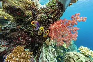 Health Prints: Explore coral reefs with colorful fish in Misool