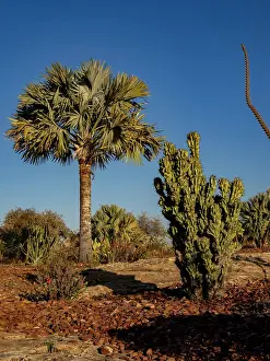 Landscaping Prints: Explore the exotic plants in the garden at Relais de la Reine Hotel in Isalo