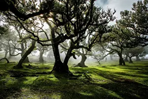 Stillness Prints: Explore the fanal laurel forest in Madeira with ancient trees and fog