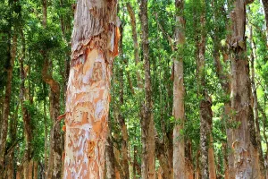 Time Prints: Explore the natural beauty within Black River Gorge National Park in Mauritius filled with lush trees