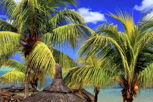 Mauritius Prints: Explore palm trees along the coast at Flic en Flac with clear skies and ocean views in Mauritius