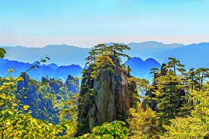 Botanical Prints: Explore the stunning rock formations and trees of Huangshan in Anhui Province