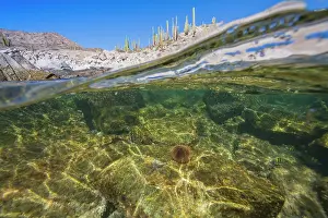 Cacti Prints: Explore the underwater world and rocky shore at Isla Santa Catalina in the Gulf of California