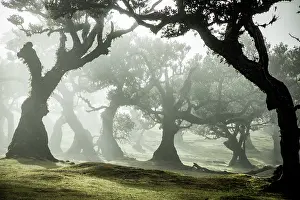 Sustainable Prints: Exploring the ancient trees of the Fanal laurel forest in Madeira