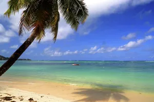 Relaxing Prints: Exploring Beau Vallon Beach with palm trees and clear waters on a sunny day in Seychelles